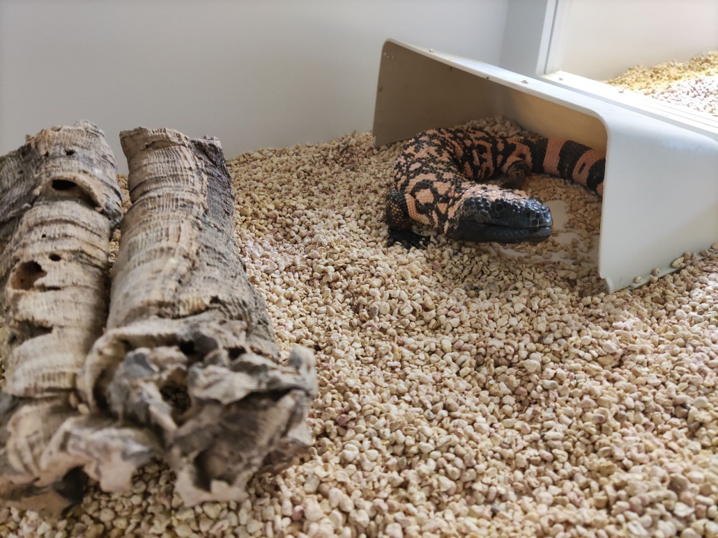 Jadowita jaszczurka - heloderma arizońska (Heloderma suspectum) – podopieczna Fundacji Epicrates